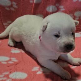 Girl 1 - White female Siberian Husky puppy in Lake Arthur, Louisiana from Gingers Husky Mansion