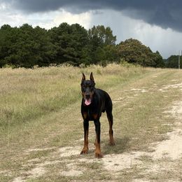 Gunner - Black and rust male Doberman Pinscher puppy in Overton, Texas from Obsidian Kennel
