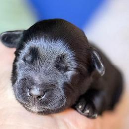 Linus black thin strip white on chest dot chin ESA lines pending eye color - Black male Miniature Schnauzer puppy in Temple, Texas from Schnauzers Of Taylor