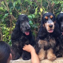 English Cocker Spaniel Puppies from Bellaluna English Cockers