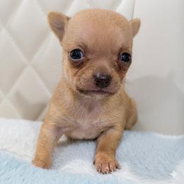 Alicia - Fawn brindled black female Chihuahua puppy in Sherwood, Arkansas from Bartelt Breeders