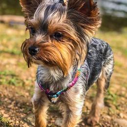 Sassy - Yorkshire Terrier