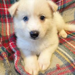Emmett - White male Pomsky puppy in Bolton, Connecticut from Elle Pomsky