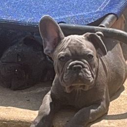 Boy 4 - Brindle French Bulldog puppy in Tennessee from West Tennesse Frenchies