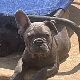 Boy 4 - Brindle French Bulldog puppy in Tennessee from West Tennesse Frenchies