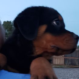 Rottweiler puppies from Woodhaven Rottweilers