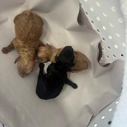 Apricot Male - Apricot male Poodle puppy in Bessemer City, North Carolina from JJs Puppies of the Carolinas