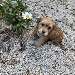 Yorkipoo puppies from Dorans Danes and Doodles