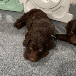 Light purple - Brown female Irish Doodle puppy in Surprise, Arizona from Huckleberry Doodles