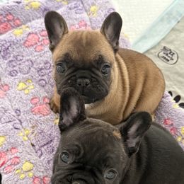 French Bulldog Puppies from Schoville Bulldogs