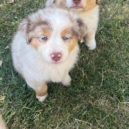 Australian Shepherd Puppies from Dream E River Ranch