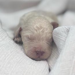 Dolly - Cream female Poodle puppy in Grovetown, Georgia from PND Kennel