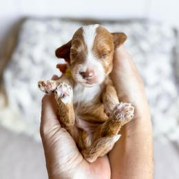 Dustin - Yellow collar boy - Red male Cavapoo puppy in Melbourne, Florida from Space Coast Doodle Co.