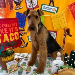 Trudie - Airedale Terrier