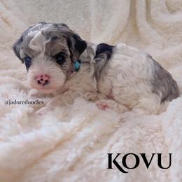 Kovu - Merle male Cavapoo puppy in Memphis, Tennessee from J'Adore Doodles