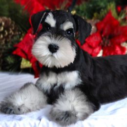 Presley - Miniature Schnauzer