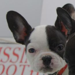 Girl 5 - White and black French Bulldog puppy in Houston, Texas from Kiss My Frenchies