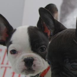 Girl 5 - White and black French Bulldog puppy in Houston, Texas from Kiss My Frenchies