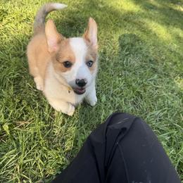 Pembroke Welsh Corgi Puppies from Ruidoso's Crowned Companions