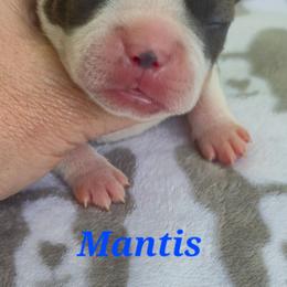 Mantis - Blue male Boston Terrier puppy in Griffin, Georgia from Celtic Performance Bostons