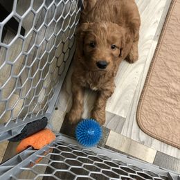 Goldendoodle Puppies from Triple HHH puppies