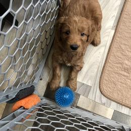 Goldendoodle Puppies from Triple HHH puppies