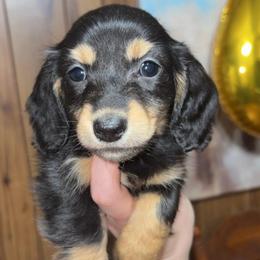 Walker (PET ONLY) - Black and cream male Dachshund puppy in Goldthwaite, Texas from Mini Mama Dachshunds