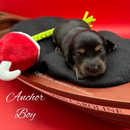 Anchor - Black and tan male Dachshund puppy in Montevallo, Alabama from Mallard's Miniature Dachshunds