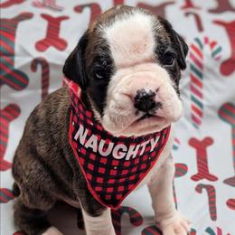 Zuba - Brindle male Boxer puppy in Mountain Home, Idaho from LJK Boxers & Toy Aussies