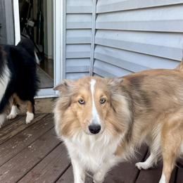 Shetland Sheepdogs from McDermon Shelties