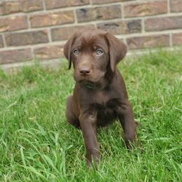Labrador Retriever Puppies from Post Family Retrievers