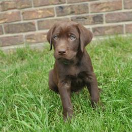 Labrador Retriever Puppies from Post Family Retrievers
