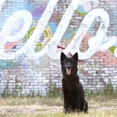 Belgian Sheepdogs from Lycaon Belgian Groenendaels