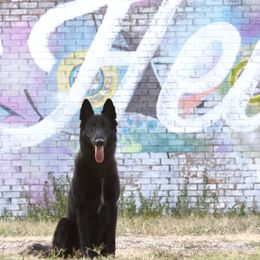 Belgian Sheepdogs from Lycaon Belgian Groenendaels