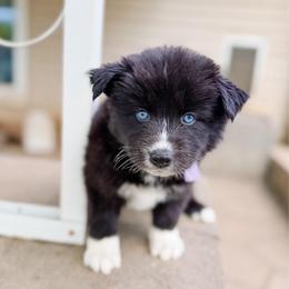 Honey - Black and white female Pomsky puppy in Cleveland, Ohio from Lake Point Pomskies