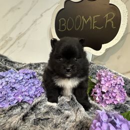 Boomer - Black parti male Pomeranian puppy in Scio, Oregon from Mac Daddy Poms