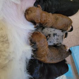Bernedoodle and Sheepadoodle Puppies from Texas Hill Country Sheepadoodles & Bernedoodles