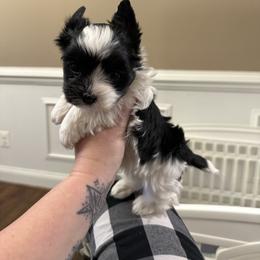 Sweet boy - Parti male Yorkshire Terrier puppy in Virginia from Yorkies of Boston
