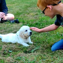 Australian Shepherd, Golden Retriever, and Mastiff Puppies from Barking Creek Ranch