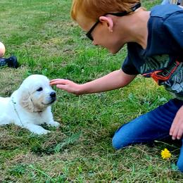 Australian Shepherd, Golden Retriever, and Mastiff Puppies from Barking Creek Ranch