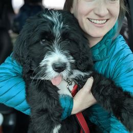 Bernedoodle Puppies from Bernedoodles of the Ozarks