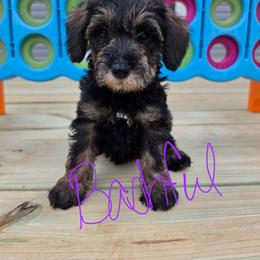 Bashful - Sable female Schnoodle puppy in Perry, Arkansas from Central AR Schnoodles