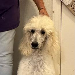Lark (Navy Collar Girl) - Cream female Poodle puppy in Breckenridge, Texas from Cates Standard Poodles