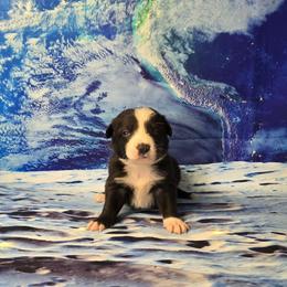 Styxx - Black and white male Border Collie puppy in Avilla, Indiana from Borderline Kennels