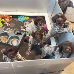 Girl 5 - Brown and gray female Wirehaired Pointing Griffon puppy in Fallston, Maryland from Gunpowder Griffons