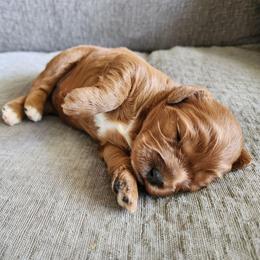 Jill - Red female Cavapoo puppy in Nampa, Idaho from Heart Mountain Cavaliers & Floating Feathers Kennel