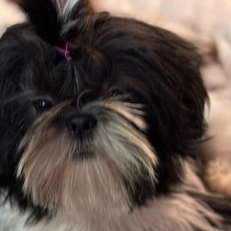 Tessa - Brindle and white Shih Tzu puppy in Houston, Texas from G&G Shih Tzu World