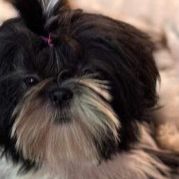 Tessa - Brindle and white Shih Tzu puppy in Houston, Texas from G&G Shih Tzu World