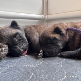 Chunk - Fawn male Belgian Malinois puppy in East Freedom, Pennsylvania from CR Belgian Malinois