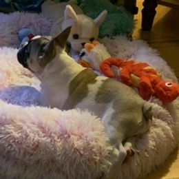 Boston Terriers and French Bulldogs from Maximum Companion